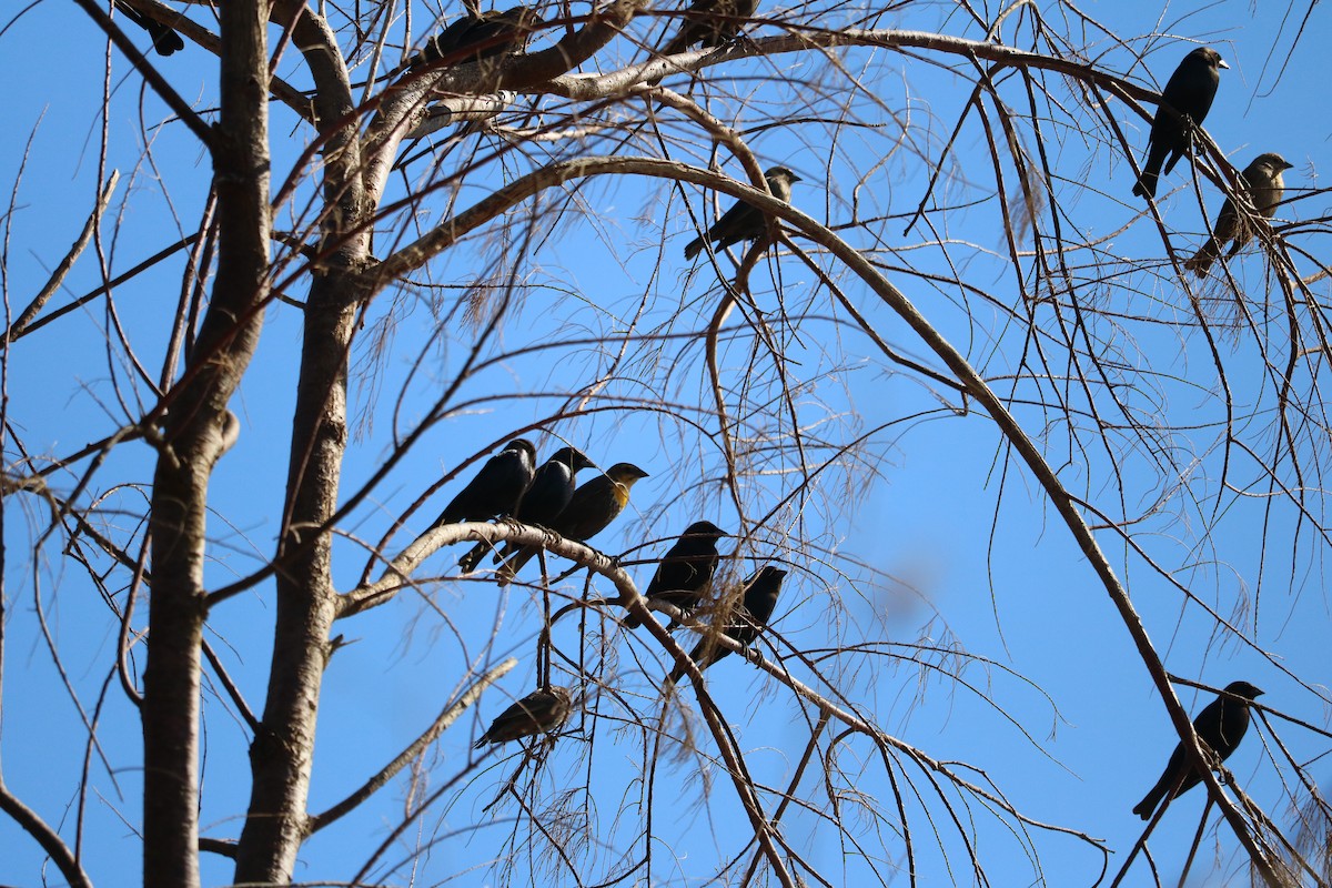 Yellow-headed Blackbird - ML333247231