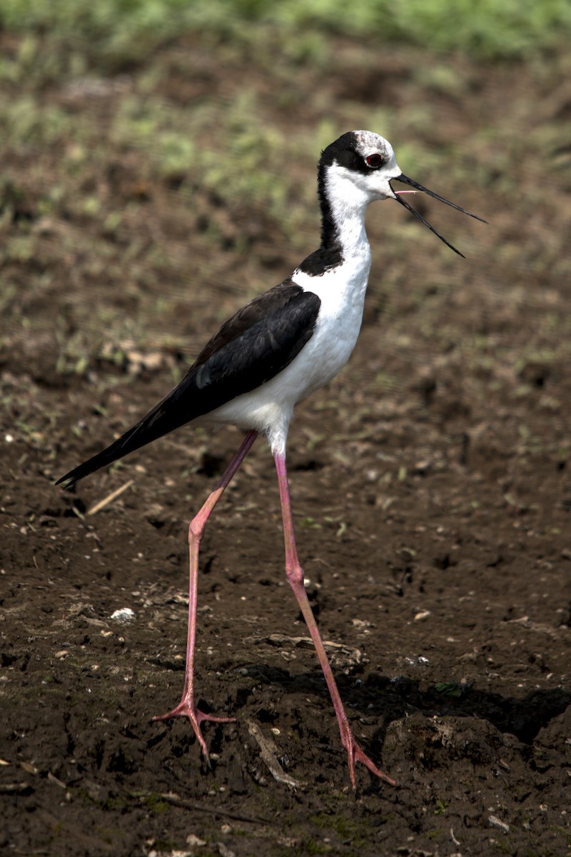 Black-necked Stilt - ML33324741