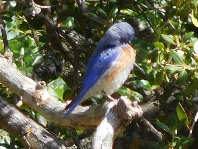 Western Bluebird - Hal Johnston