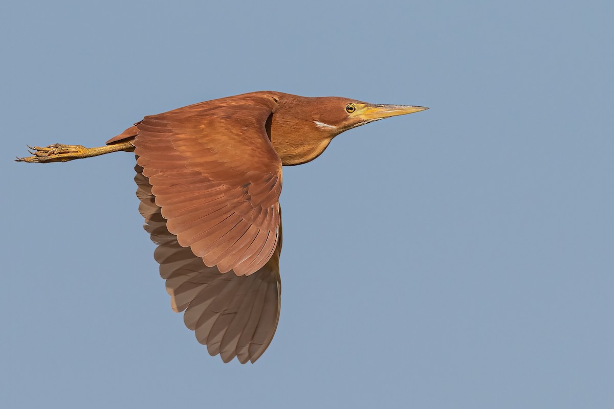 Cinnamon Bittern - Hari K Patibanda