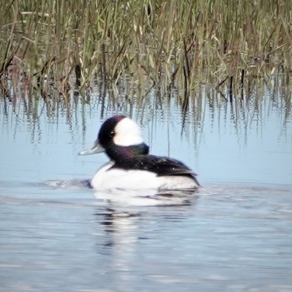 Bufflehead - ML333250081