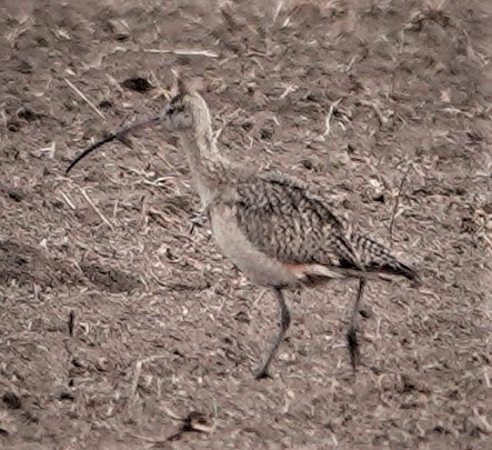 Long-billed Curlew - ML333250811