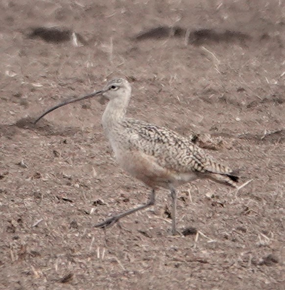 Long-billed Curlew - ML333250841