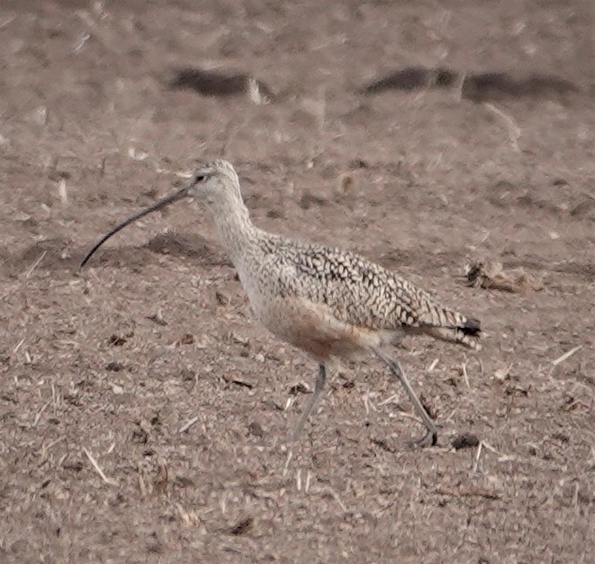 Long-billed Curlew - ML333250901