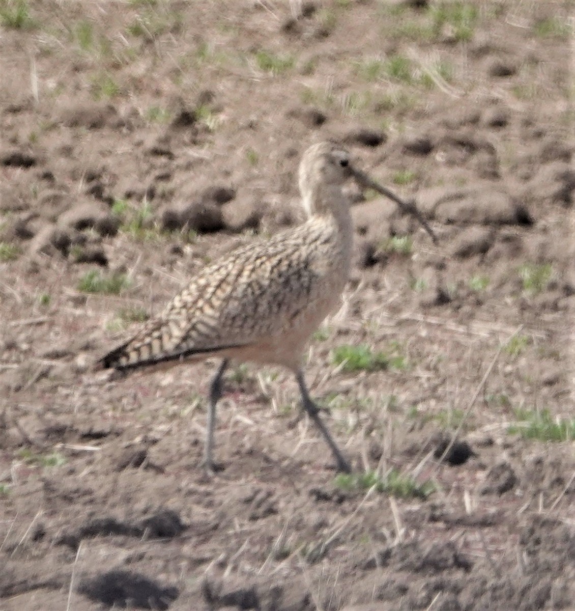 Long-billed Curlew - ML333250941