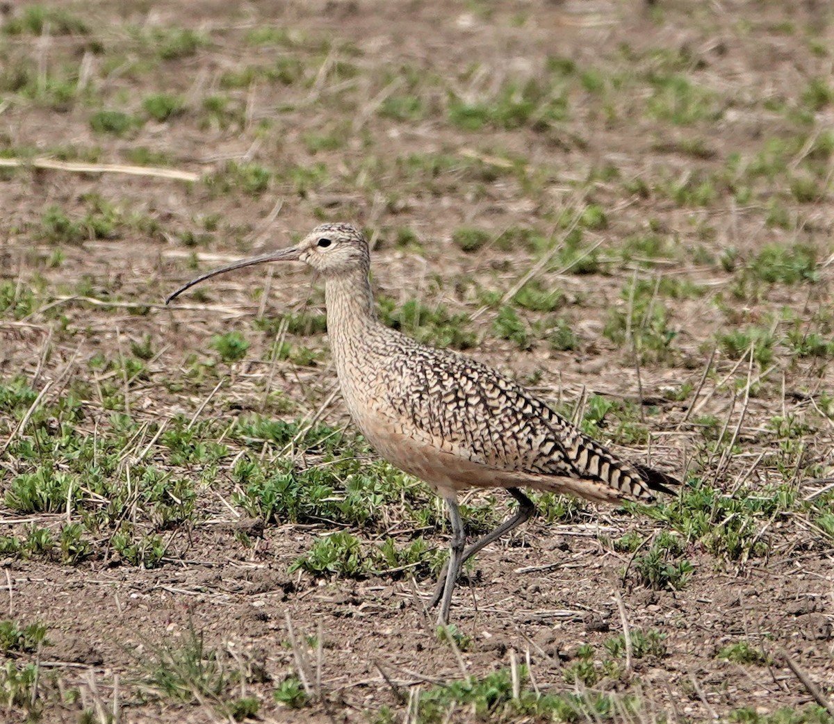 Long-billed Curlew - ML333251011