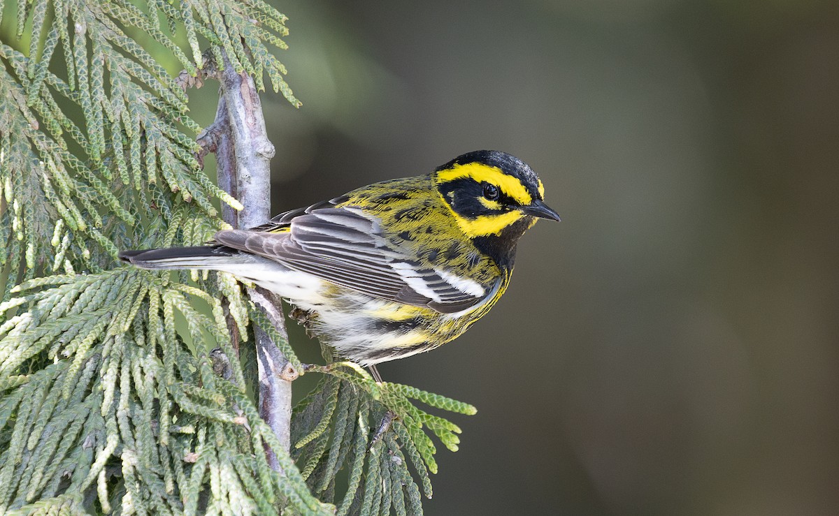 Townsend's Warbler - ML333251831