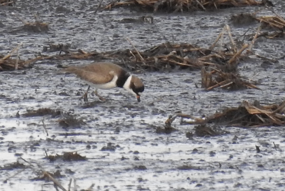 Semipalmated Plover - T C