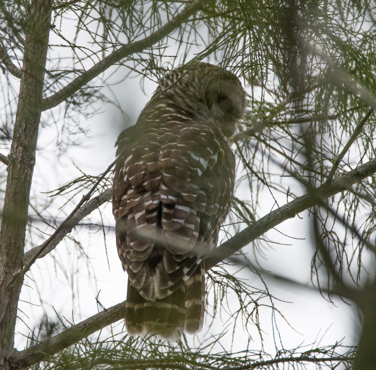 Barred Owl - ML33325241