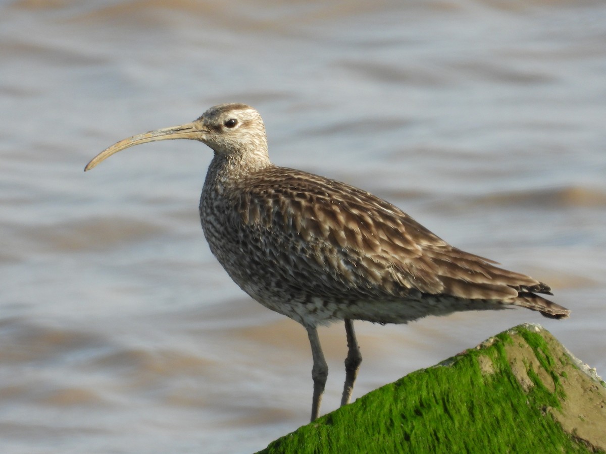 Whimbrel - Mike Chen