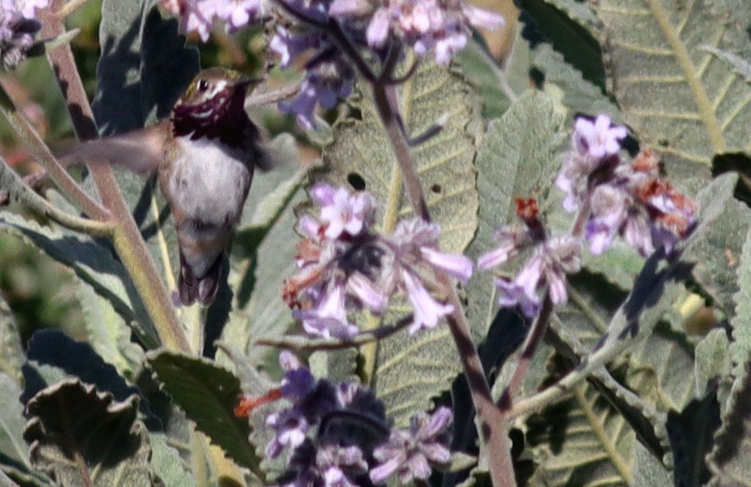 Colibrí Calíope - ML333253571