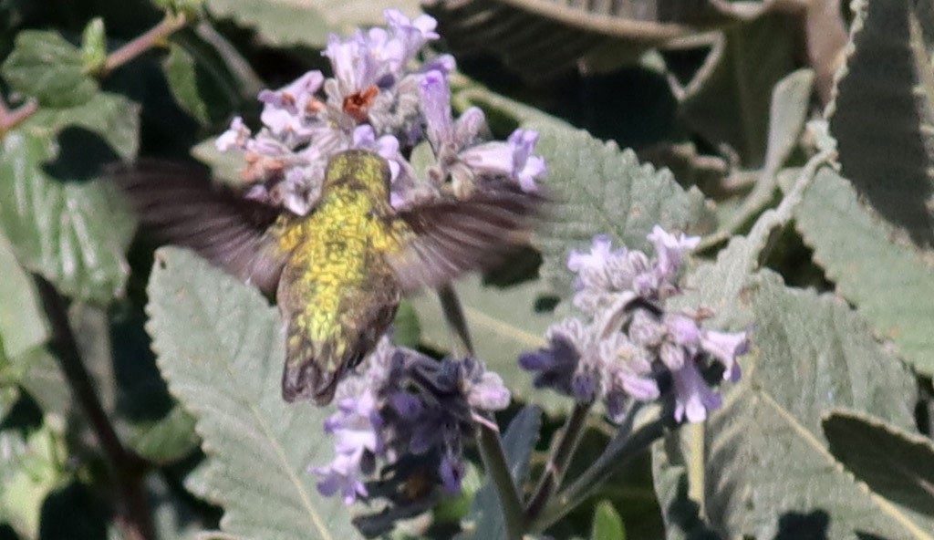 Calliope Hummingbird - ML333253651