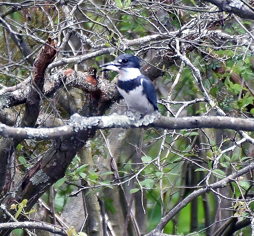 Belted Kingfisher - Pete Campolongo