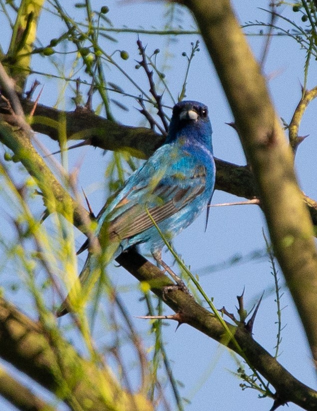 Indigo Bunting - ML333254701