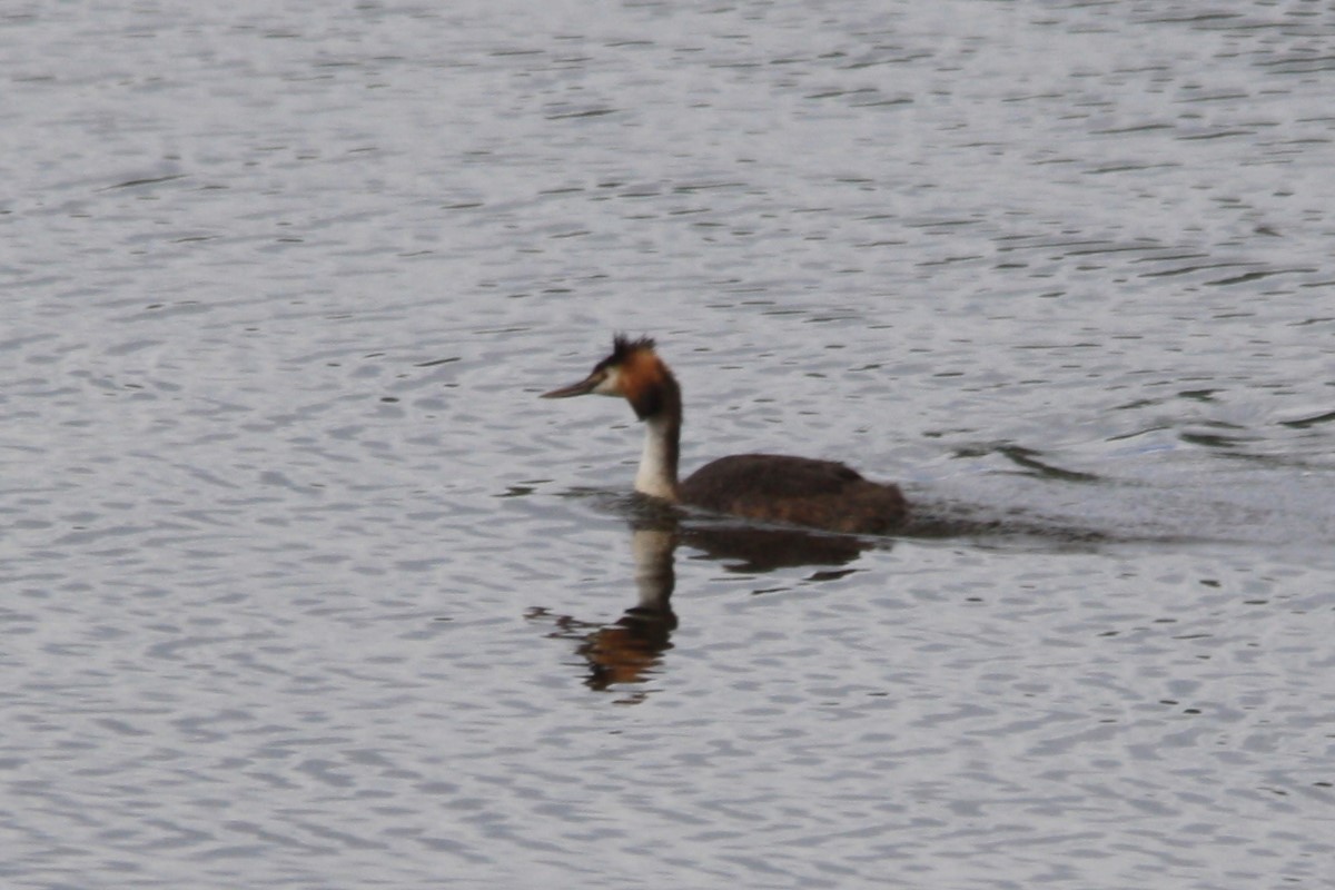 Great Crested Grebe - ML333256011