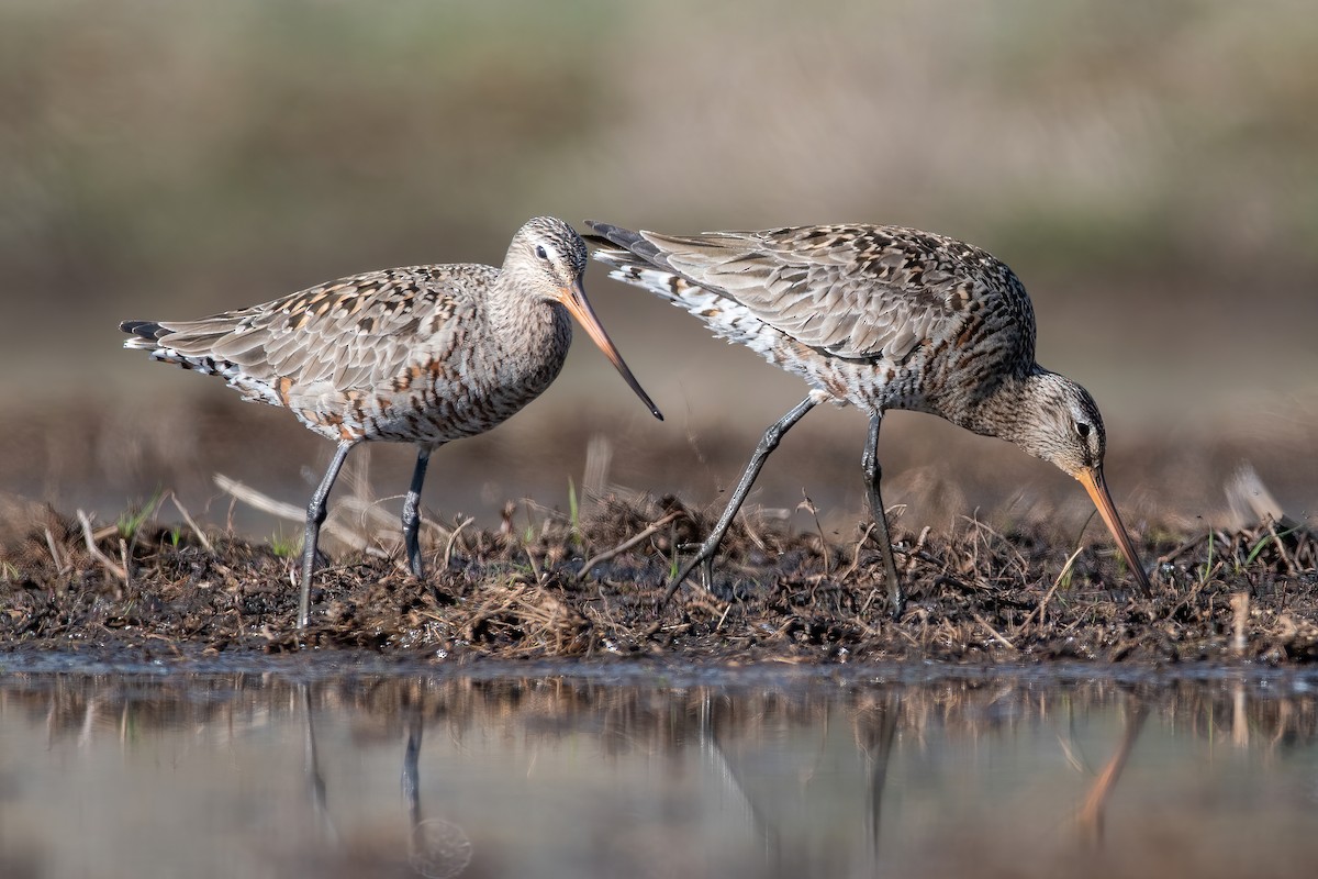 Hudsonian Godwit - ML333256571