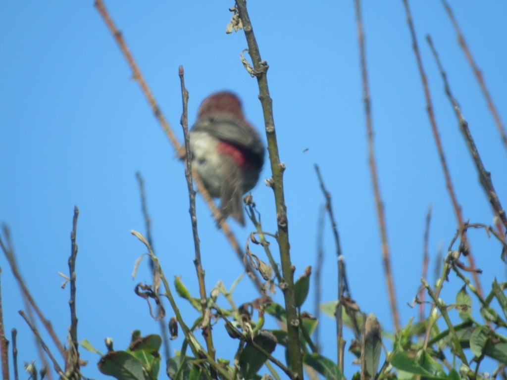 House Finch - ML333257251