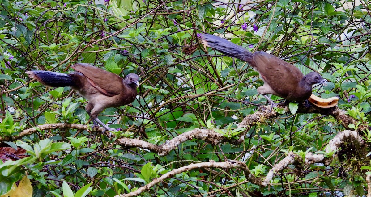 Gray-headed Chachalaca - Kisa Weeman