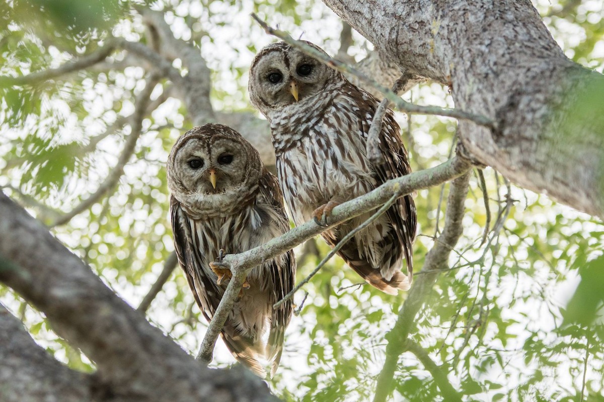 Barred Owl - ML33325821