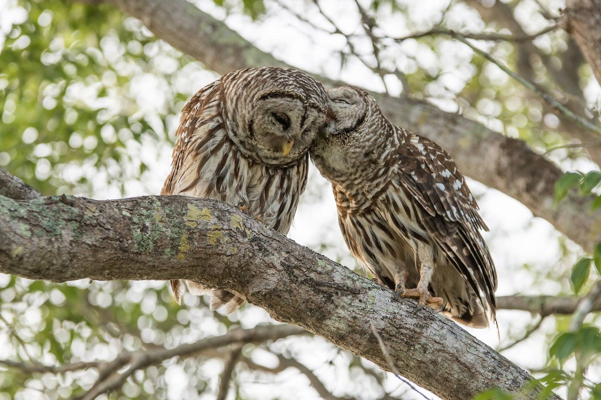 Barred Owl - Matthew Violette