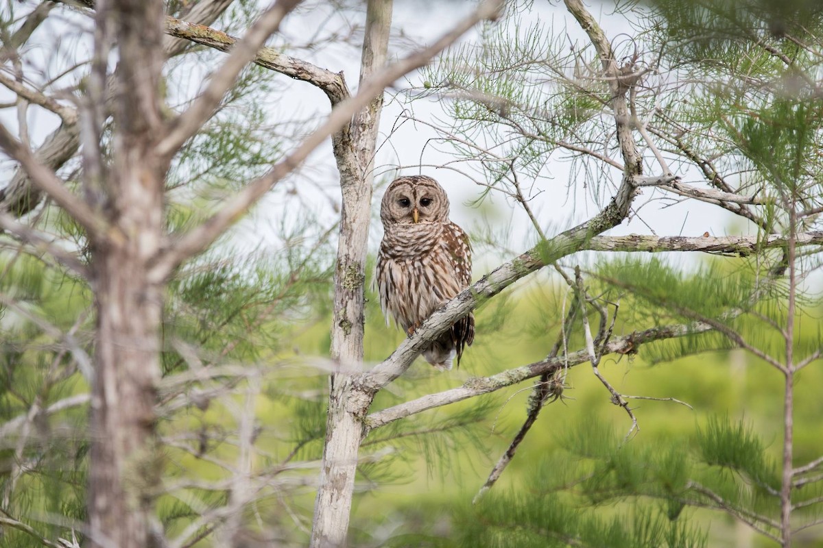 Barred Owl - ML33325841