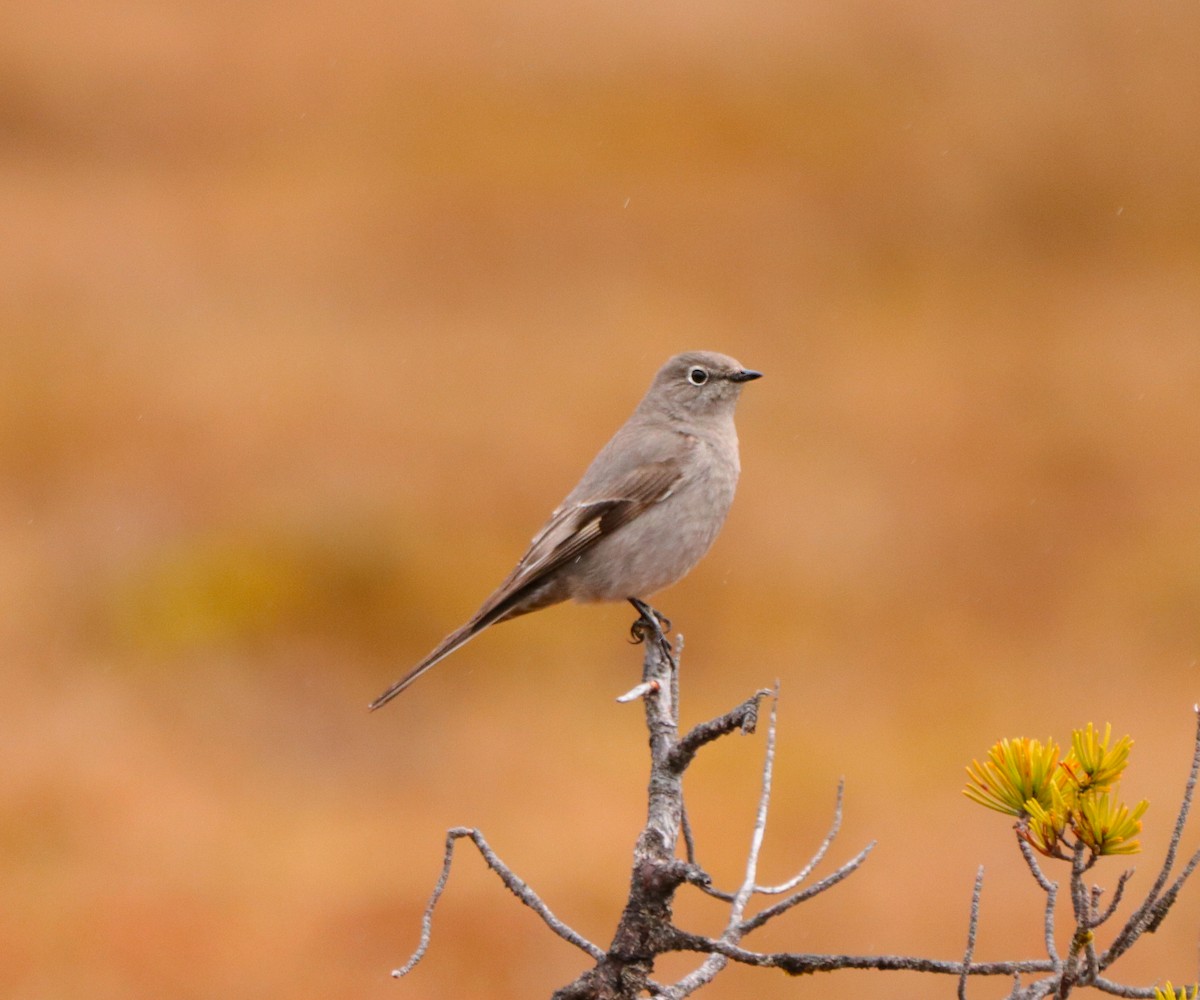 Townsend's Solitaire - ML333259931