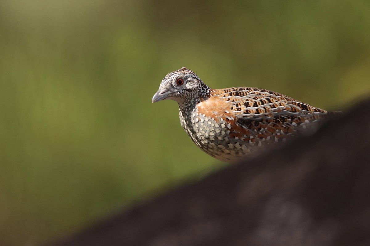Painted Buttonquail - ML333260681