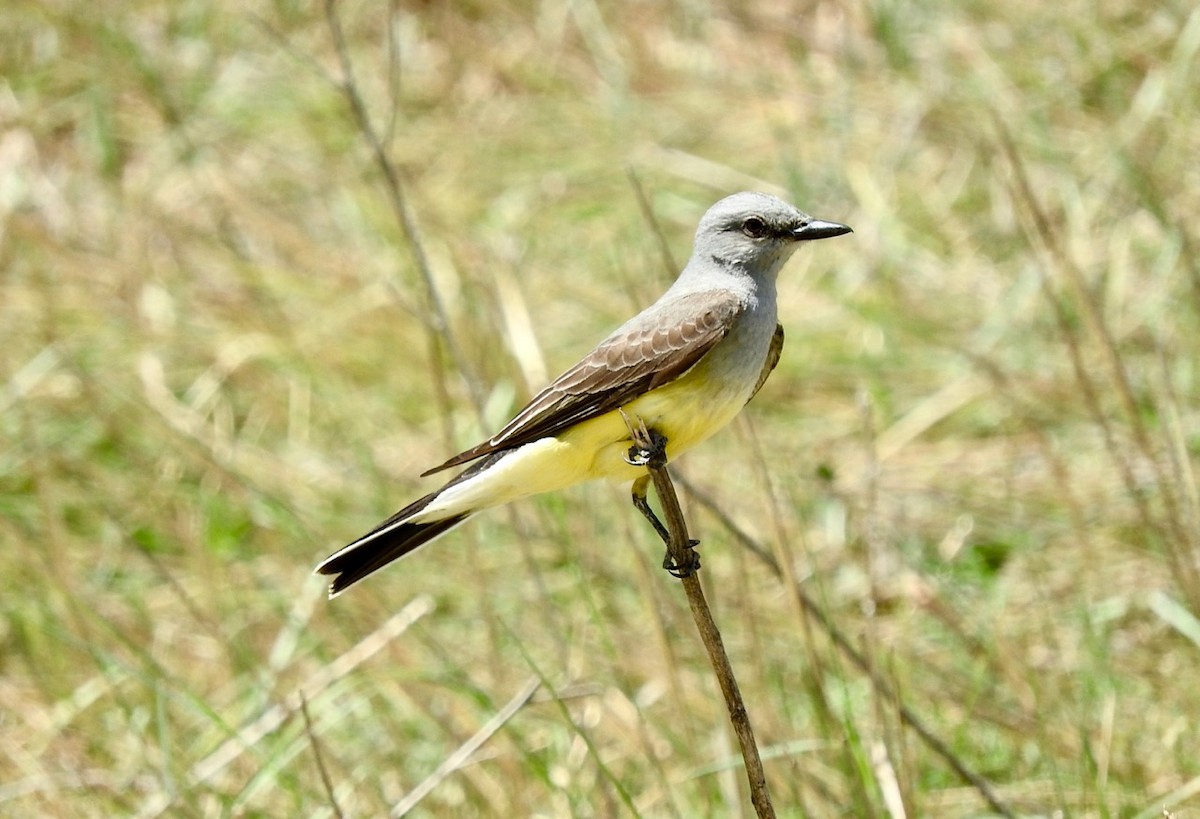 Western Kingbird - Kurt Wahl