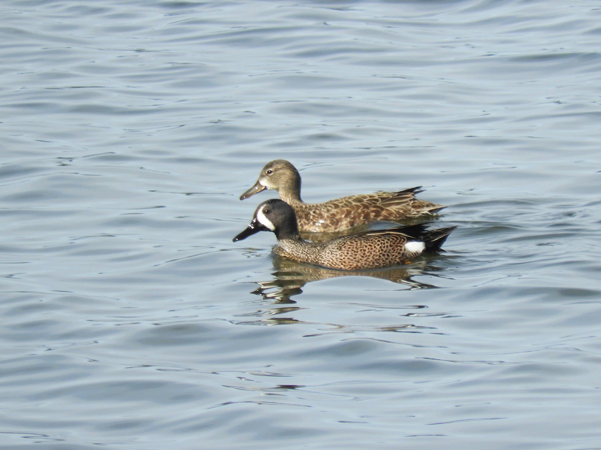 Blue-winged Teal - ML333265641
