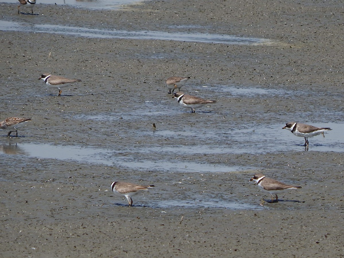 Semipalmated Plover - ML333266341