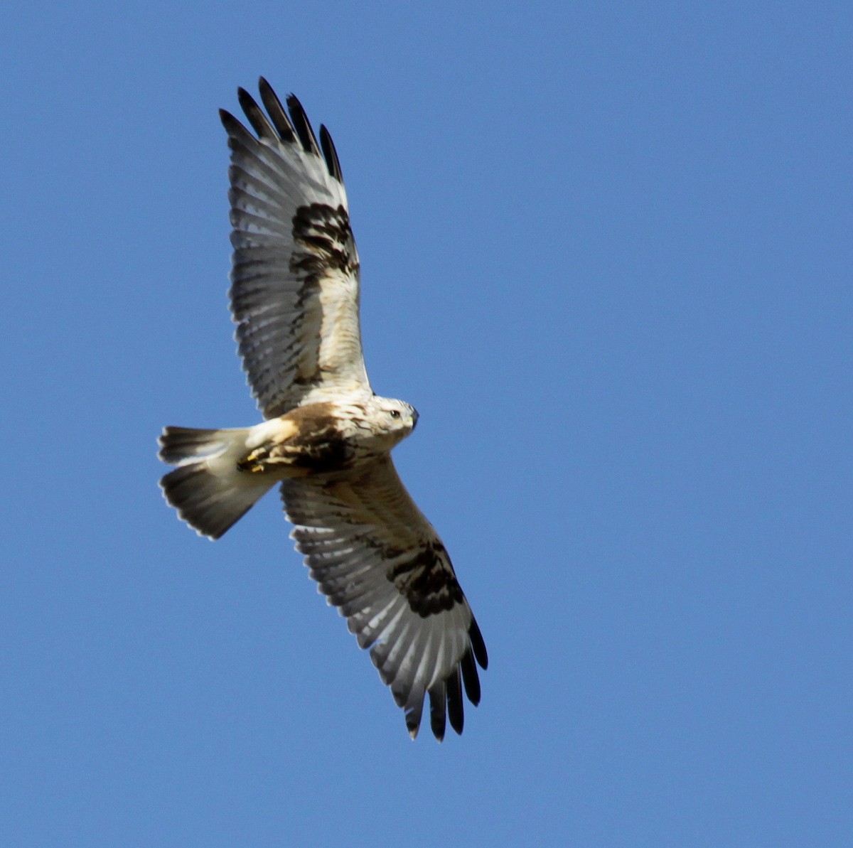 Rough-legged Hawk - ML33326751