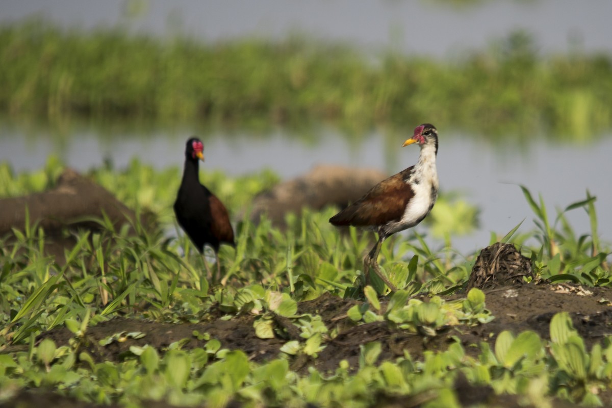 Wattled Jacana - ML33327131