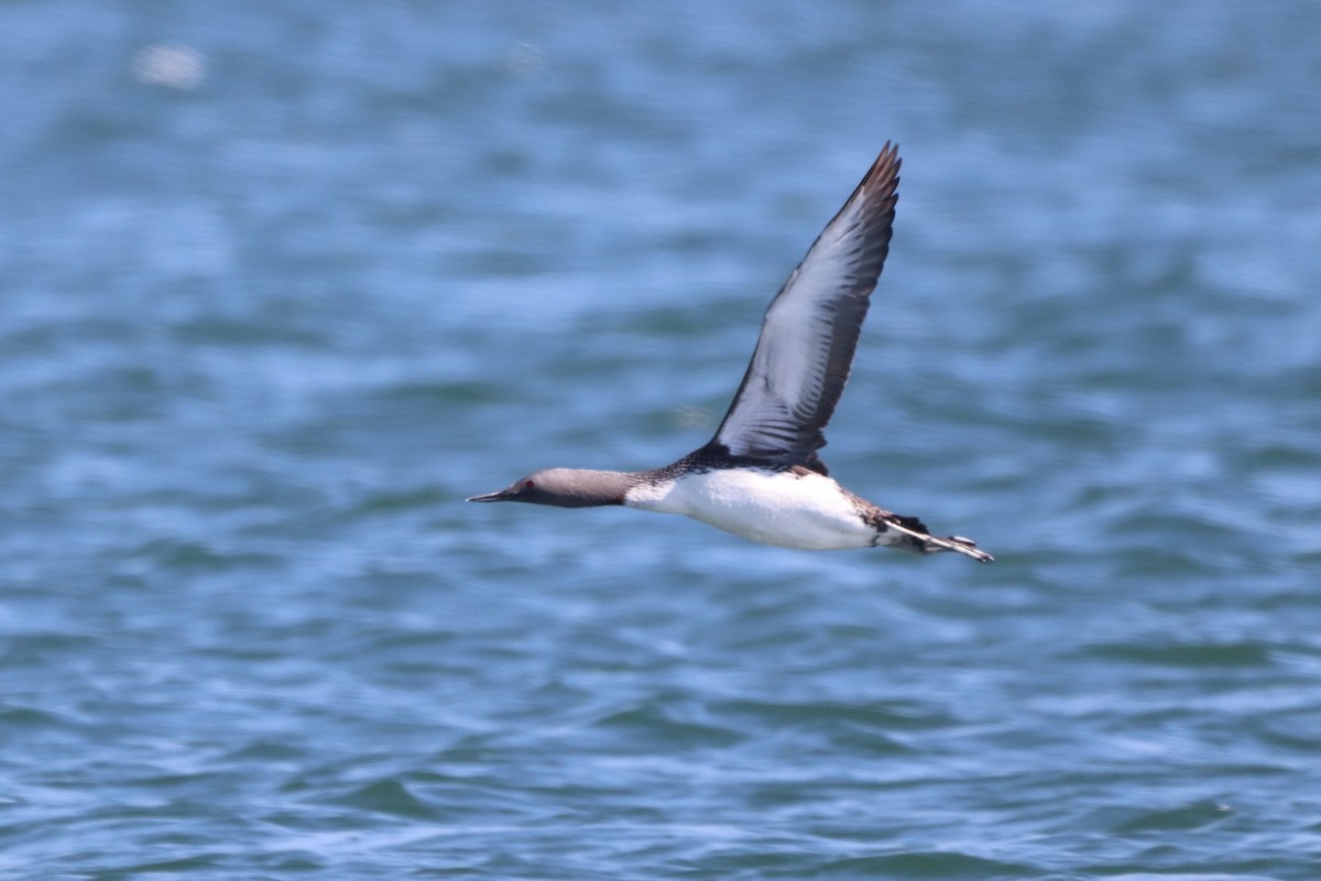 Red-throated Loon - ML333272411