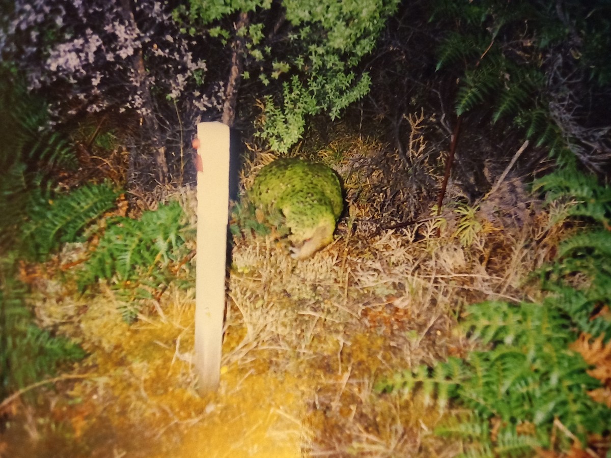 Strigops kakapo - ML333274491