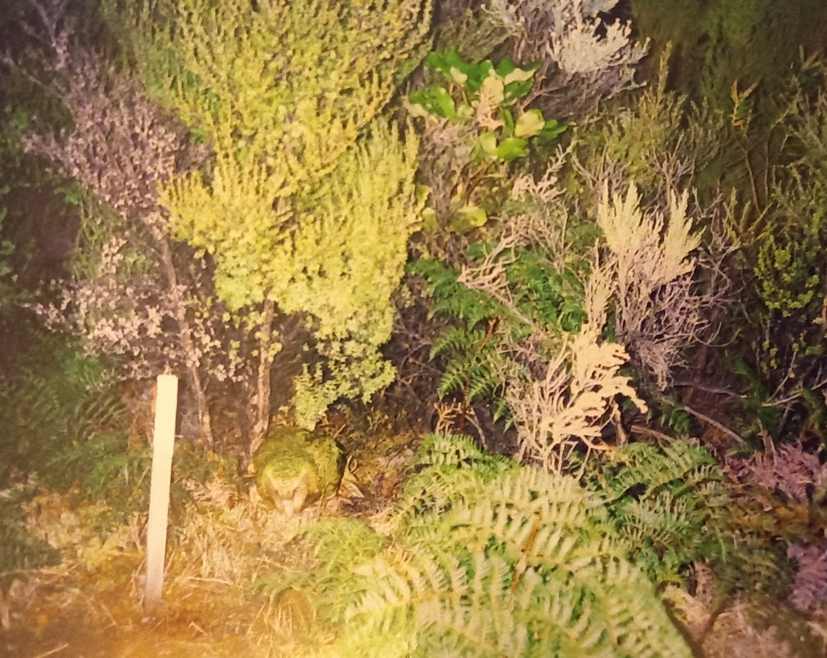 Strigops kakapo - ML333274541