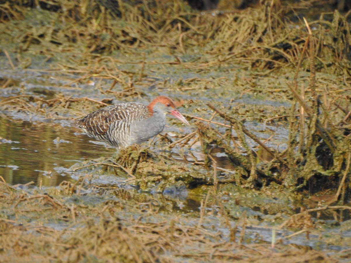 Slaty-breasted Rail - Afsar Nayakkan