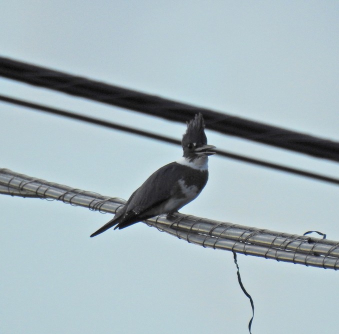 Belted Kingfisher - ML33327691