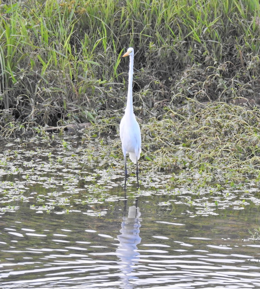 Great Egret - ML33327711