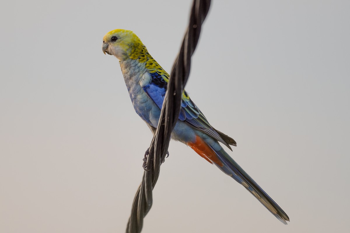 Pale-headed Rosella - ML333277711
