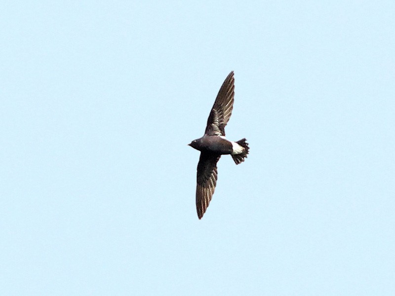 Purple Needletail - ML333278691