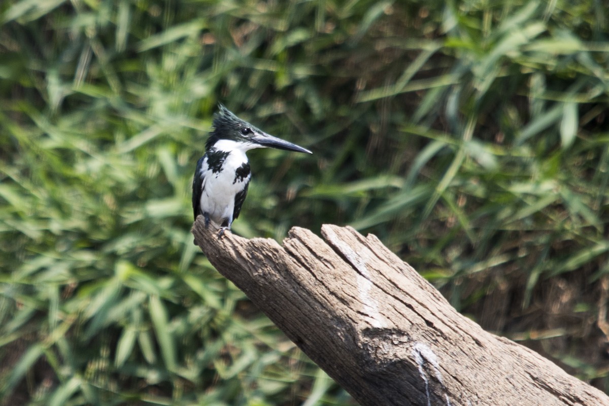 Amazon Kingfisher - ML33328111