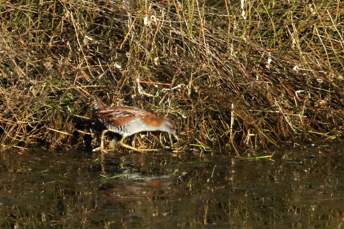 Baillon's Crake - ML333281551