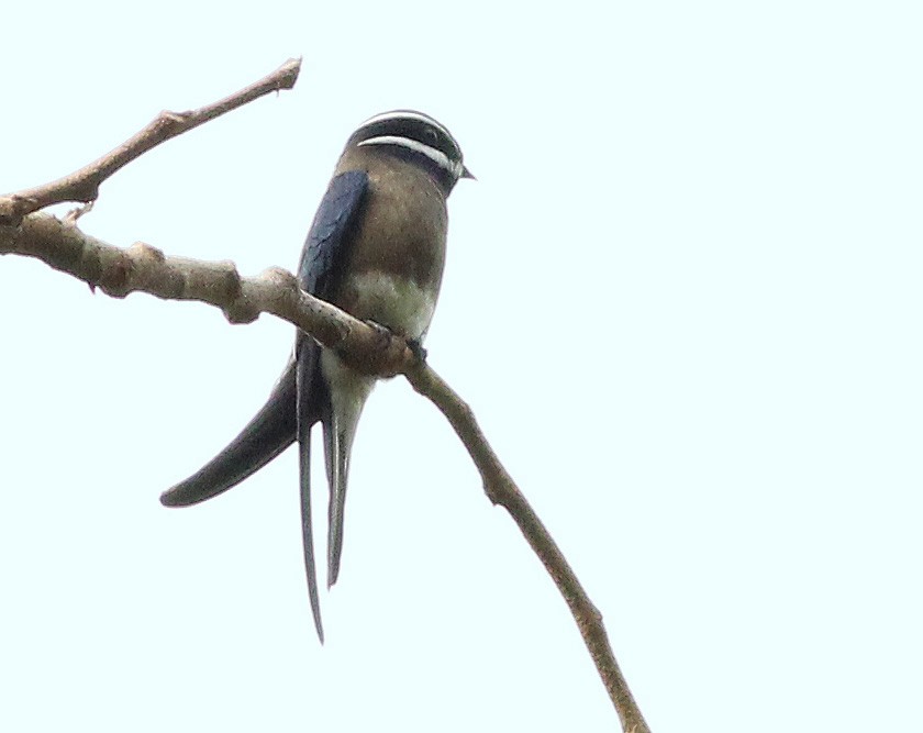 Whiskered Treeswift - ML333282121