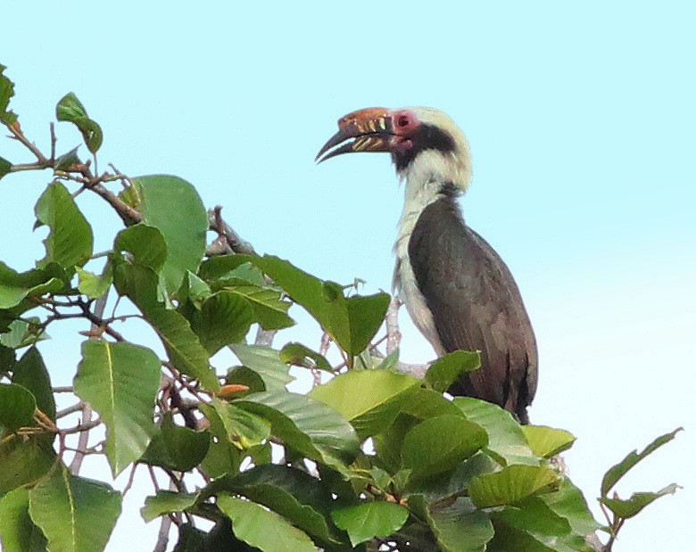 Luzon Hornbill - Chris Chafer