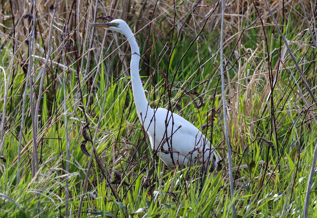 Great Egret - ML333283391