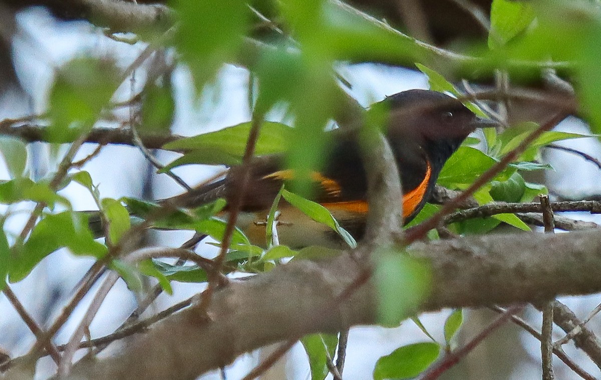 American Redstart - ML333283421