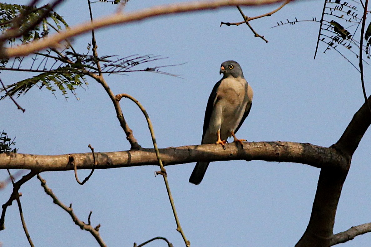 Chinese Sparrowhawk - ML333285301