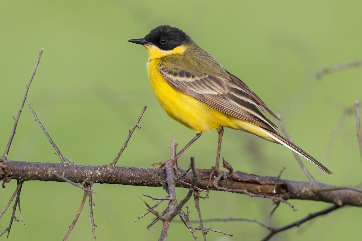 Western Yellow Wagtail (feldegg) - Yeray Seminario