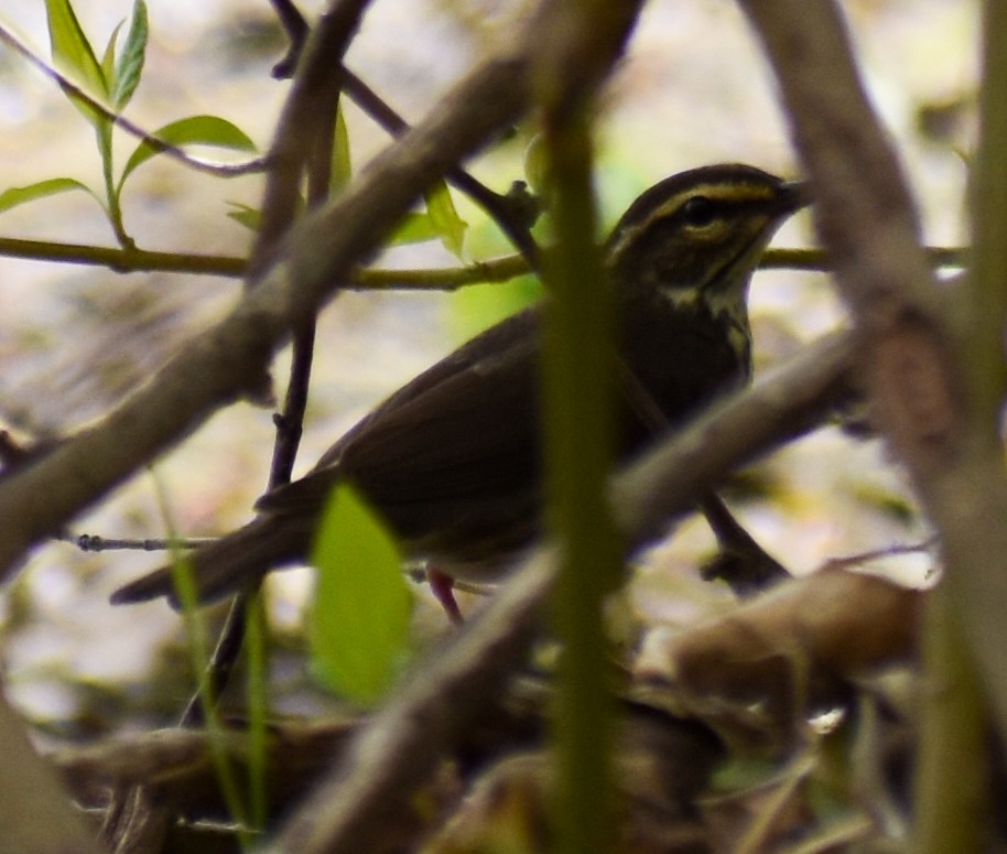Northern Waterthrush - ML333286911