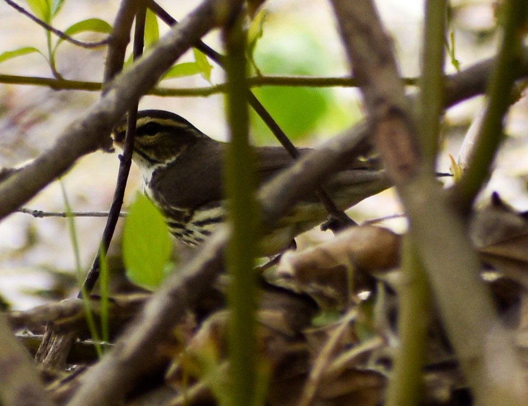 Northern Waterthrush - ML333286921
